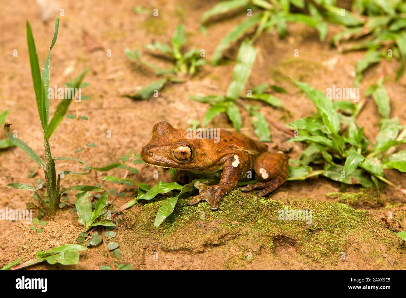 Frog, hyla lanciformis, Manu National Park in Peru Stock Photo