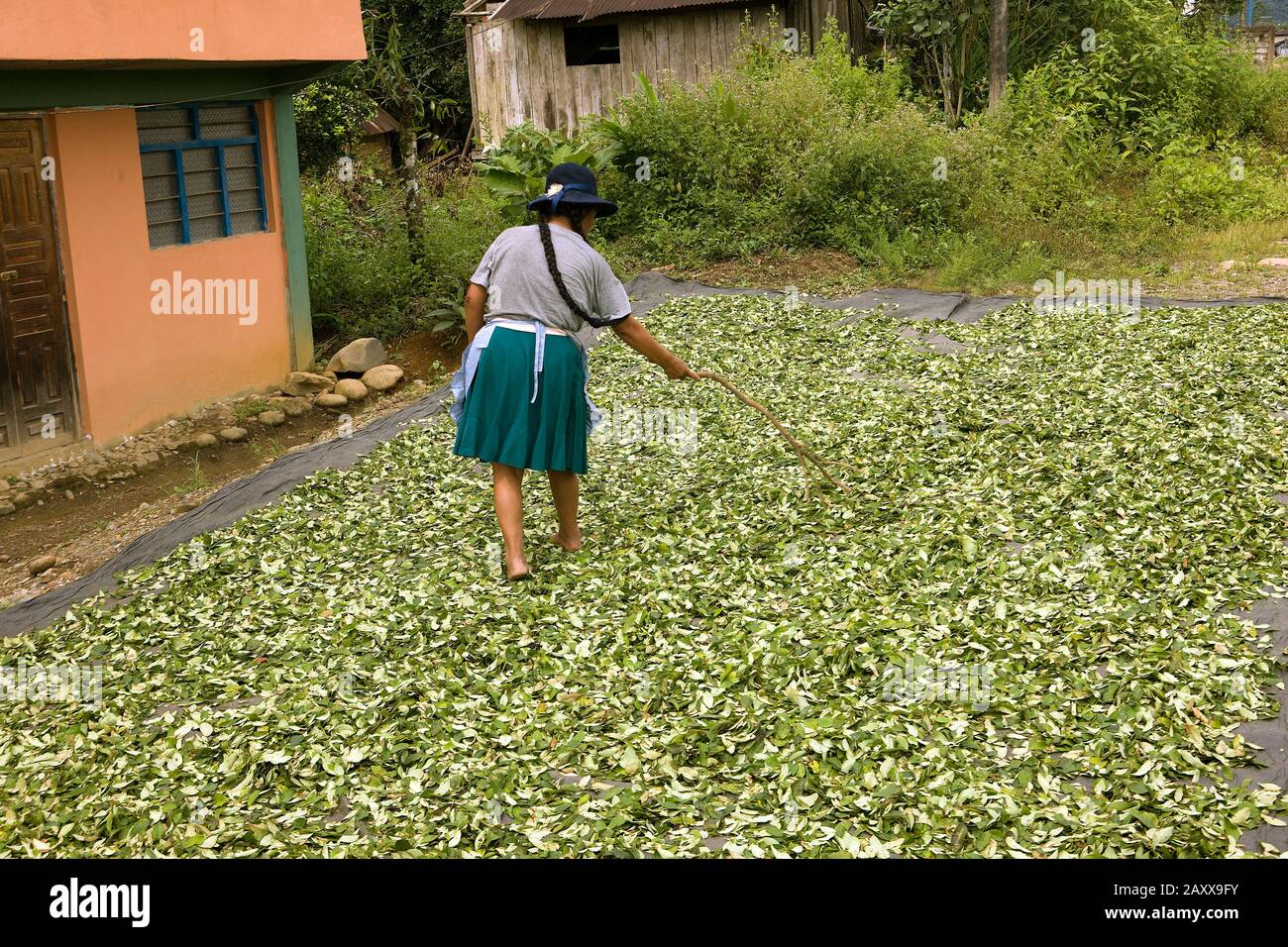 Coca, erythroxylum coca, Cocaine production, Drying leaves at Pilcopata Village, Andes, Peru Stock Photo