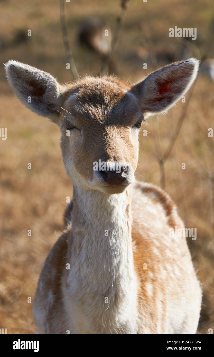 Fallow Deer Doe Stock Photo