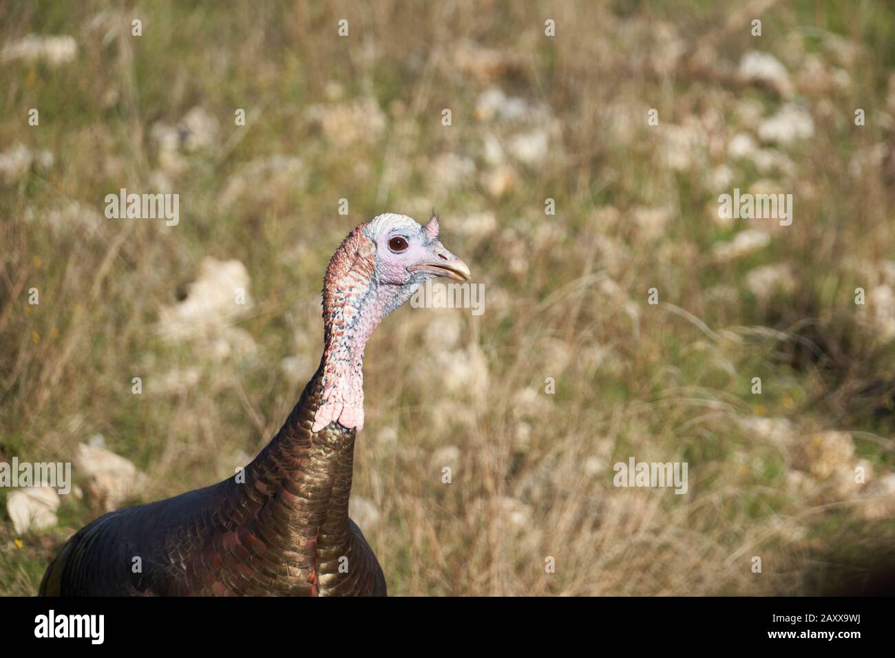 Wild Turkey Stock Photo