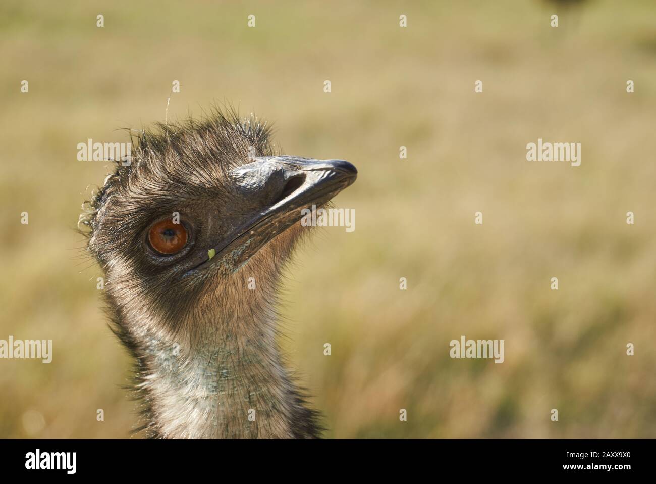 Emu Closeup Stock Photo