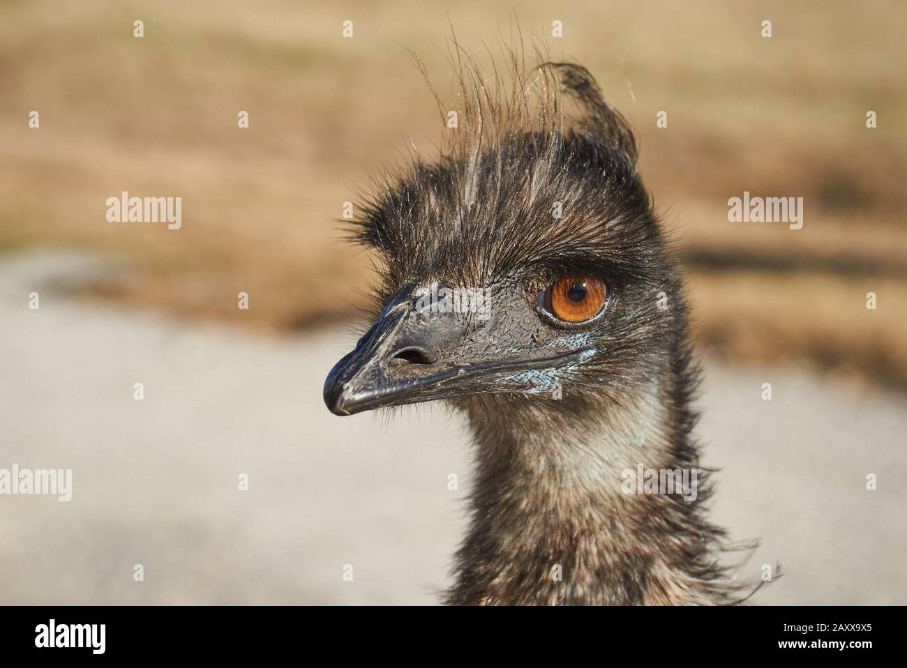 Emu Closeup Stock Photo