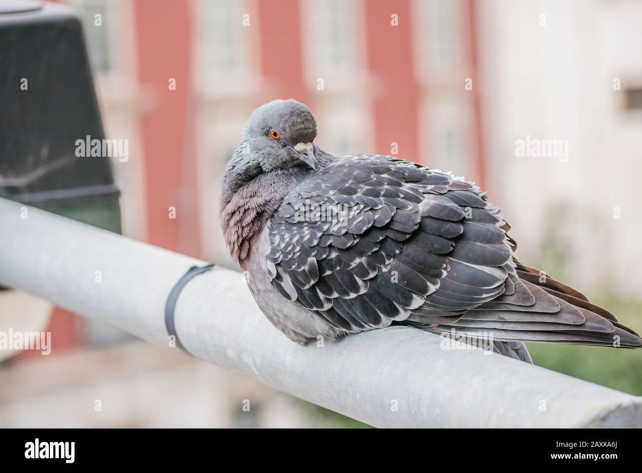 close up of a pigeon resting on top of a street light post Stock Photo