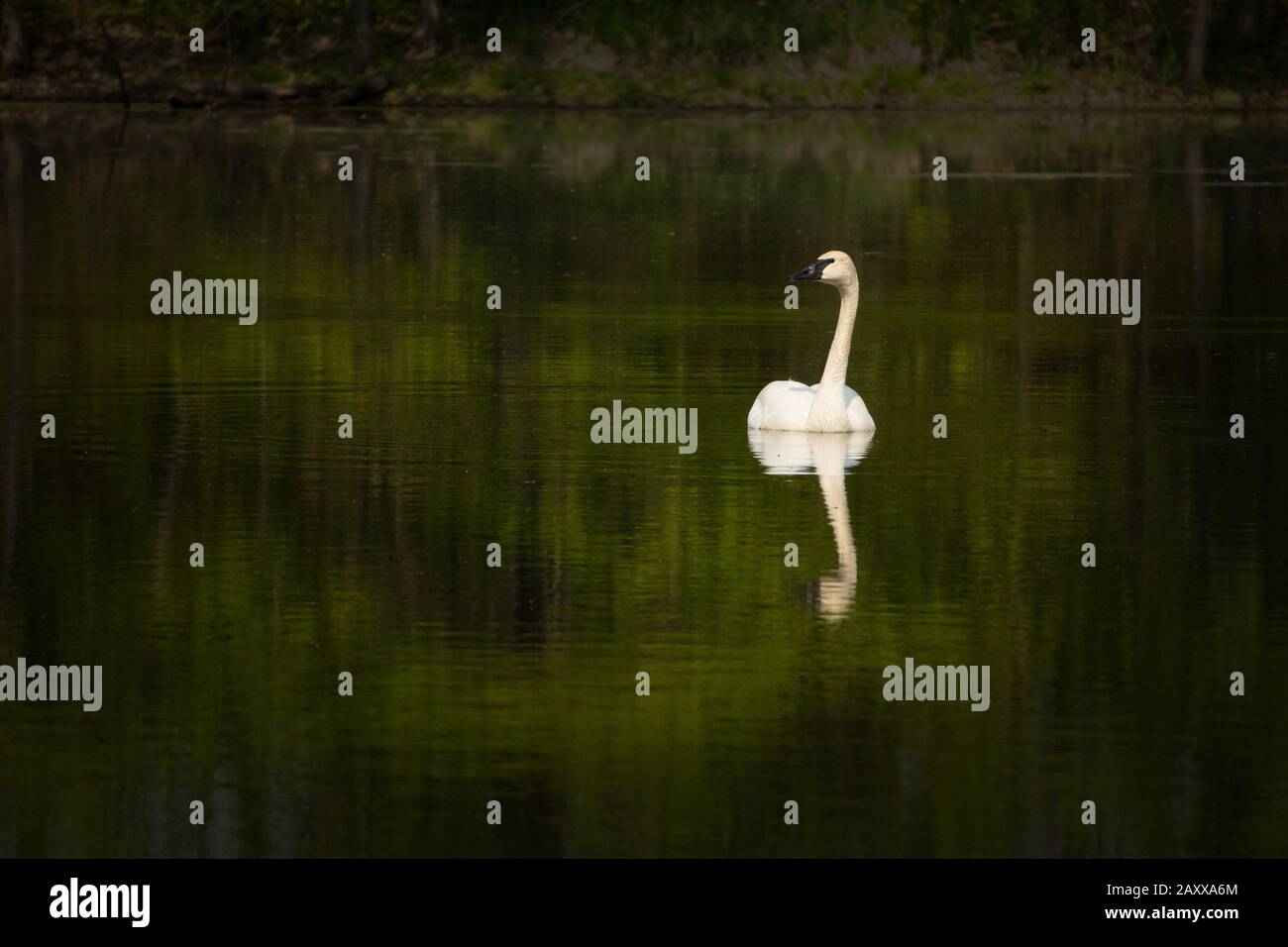 swan swimming in pond Stock Photo - Alamy