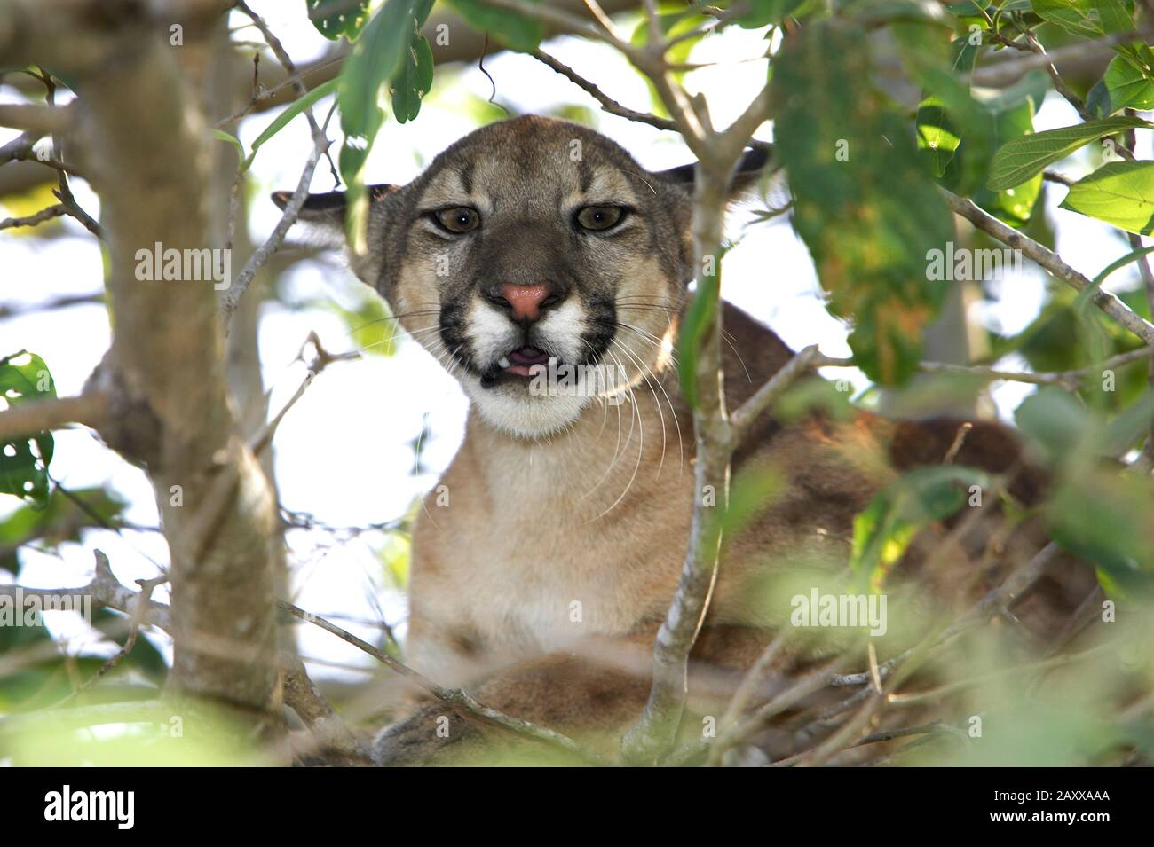 Cougar, puma concolor, Adult Perched in Tree, Los Lianos in Venezuela Stock  Photo - Alamy