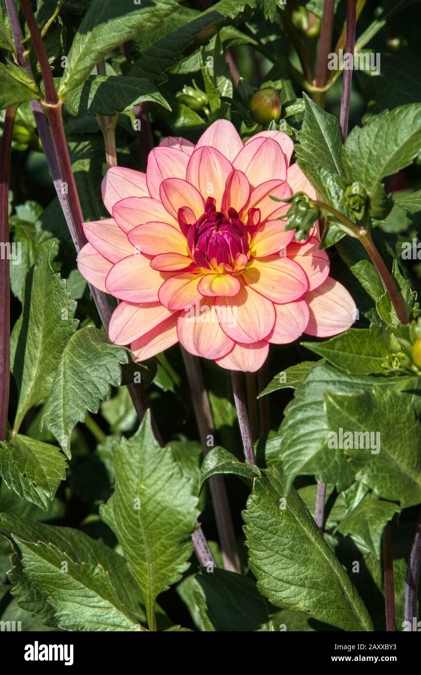 Dahlia from Swan Island Dahlias Farm during Dahlia Festival. Located in Woodburn, Oregon, is the largest dahlia grower in the United States. Stock Photo