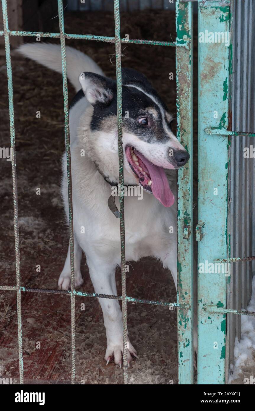 Do Homeless Shelters Take Dogs