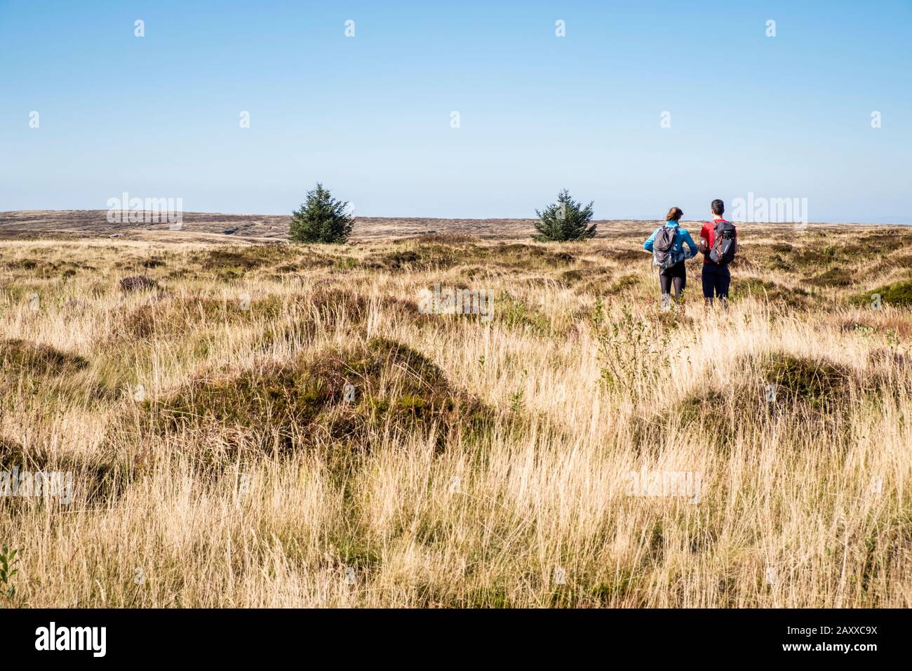 Two walkers on restored moorland including new moor grass and trees, Kinder Scout, Derbyshire, Peak District, England, UK Stock Photo