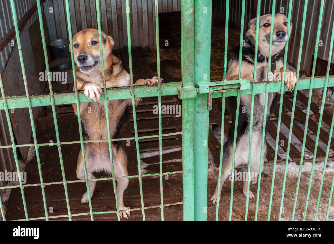 dog keeps getting out of cage