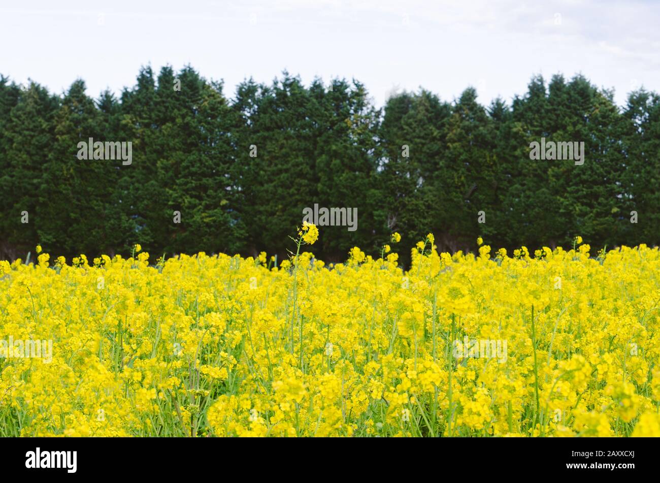 Field of yellow turnip flowers. Concept of spring Stock Photo Alamy