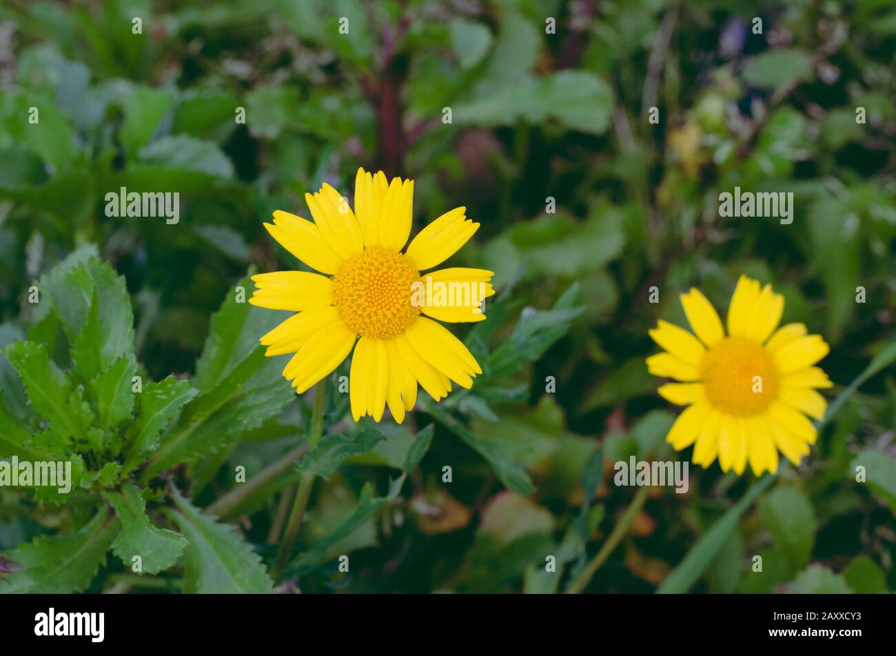 Yellow field marigold flower on natural background. Concept of nature. Stock Photo