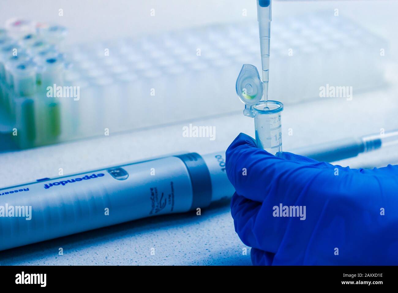 Clinical laboratory in process of chemical analysis. Collection of probe using automatic pipette eppendorf. Berlin, February 2020. Stock Photo