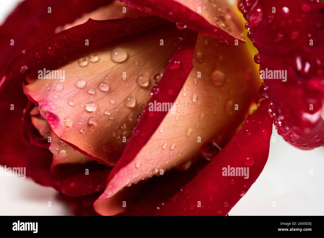 red rose bouquet isolated on white background Stock Photo - Alamy