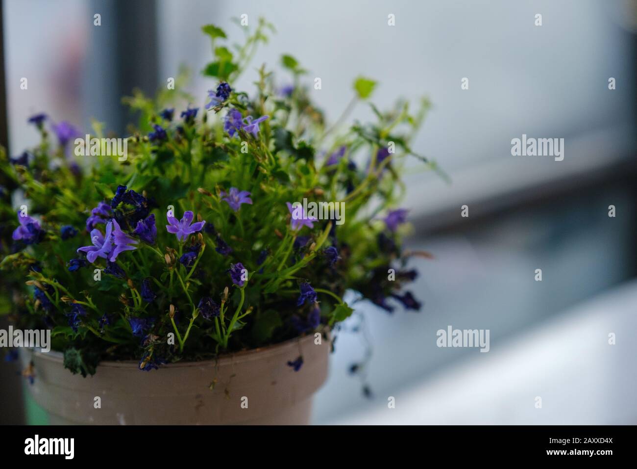 Campanula isophylla, Violet bellflowers in a pot on a table near window. Stock Photo