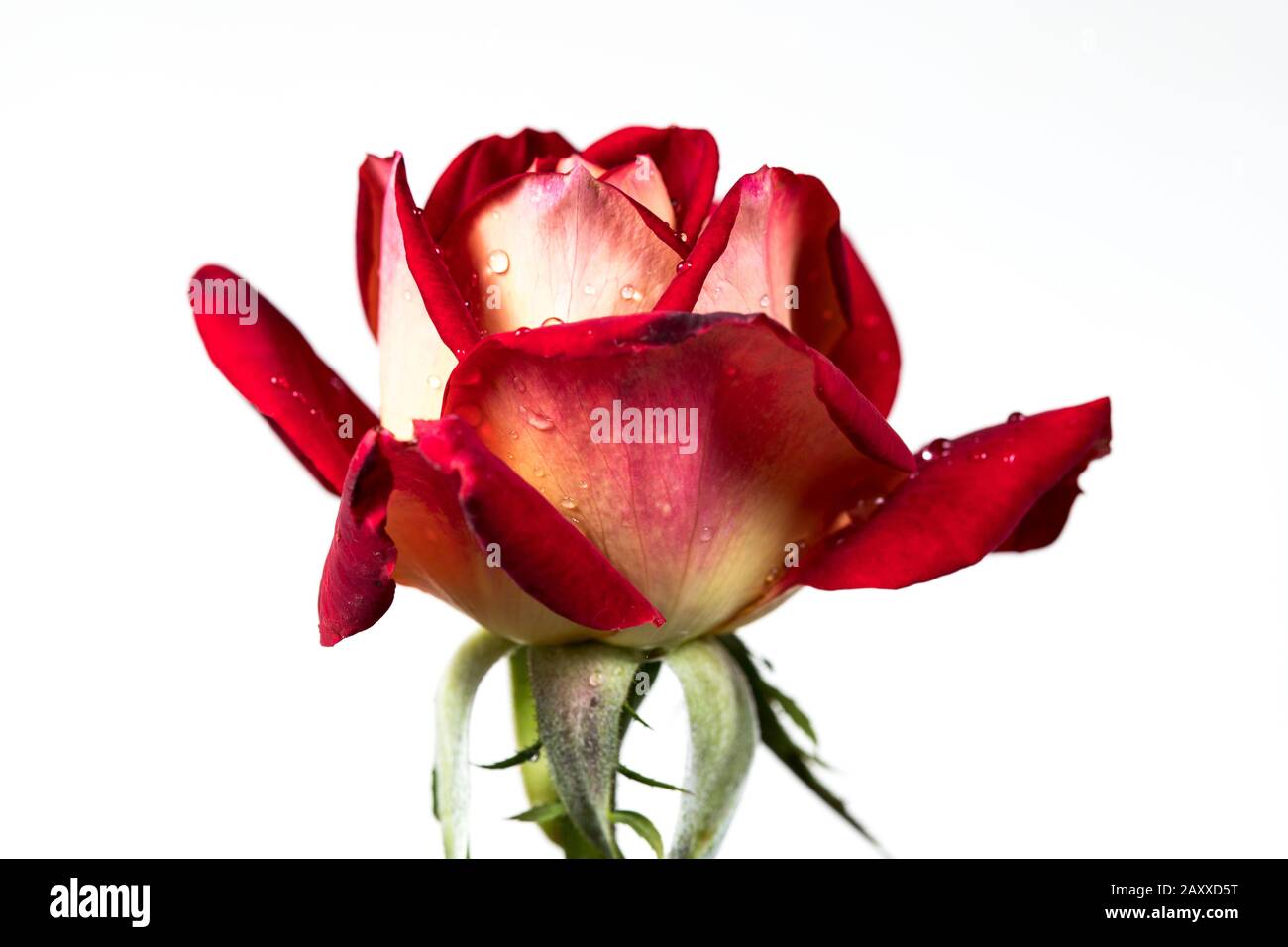 red rose bouquet isolated on white background Stock Photo - Alamy