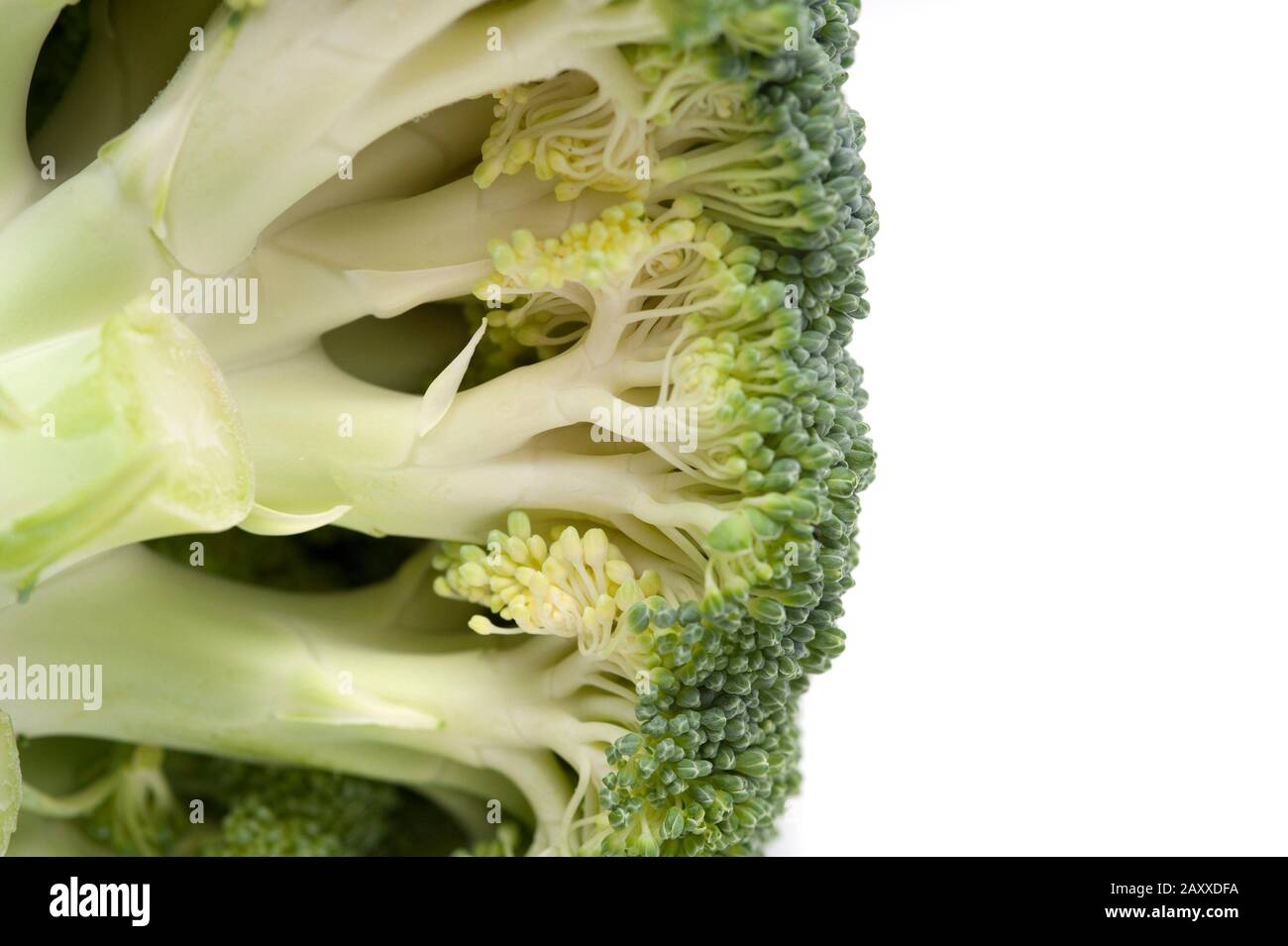 Underside of a fresh head of broccoli showing the edible stalks and green florets isolated on