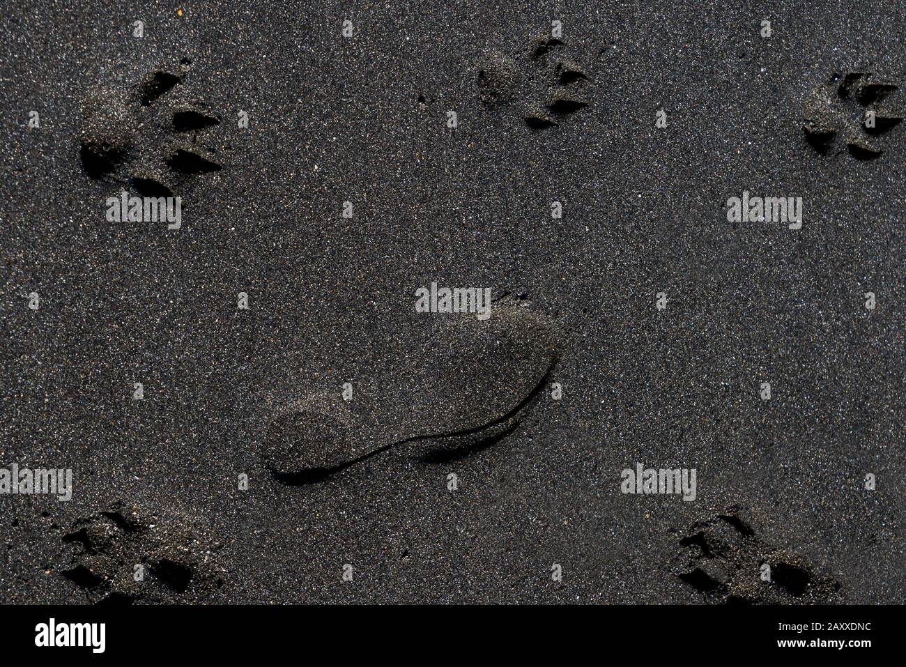 The imprinted footprints of a dog and human on a black iron sand beach. Stock Photo