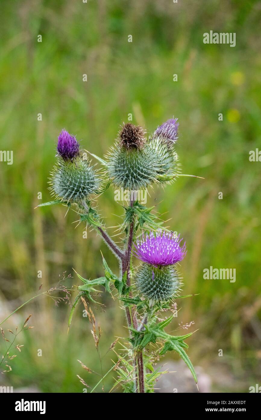Schottische Distel, Blüte in Lila in den Highlands von Schottland Stock Photo