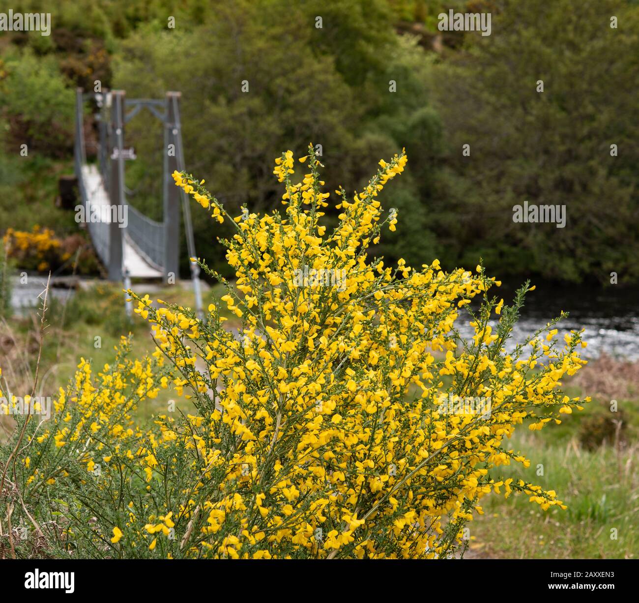 Broom near Gruids suspension bridge leading to Lairg Train station Stock Photo