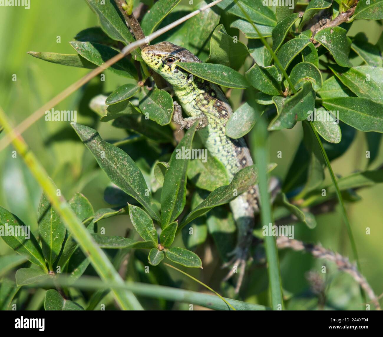 Male Sand Lizard (Lacerta agilis) basking in Hungary, Europe Stock