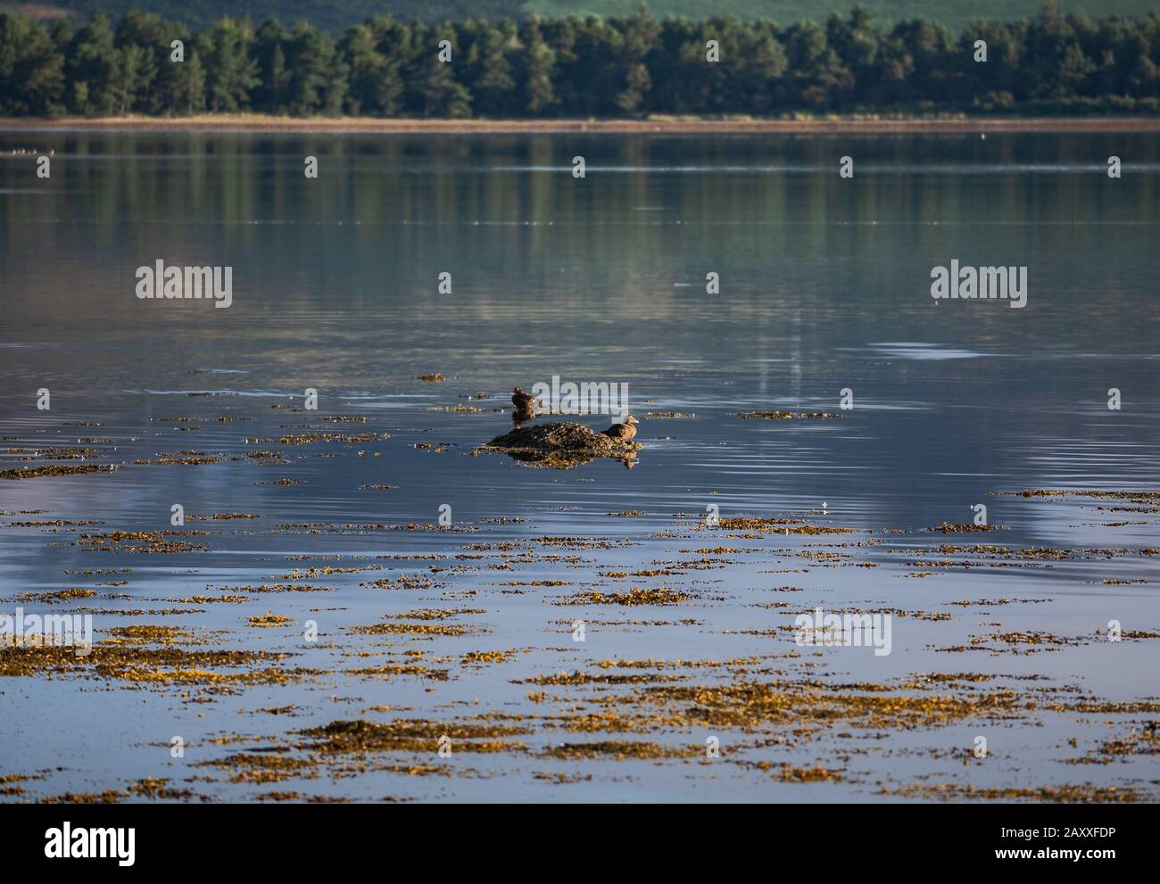 Calm water of Loch Fleet, birds resting on rock Stock Photo