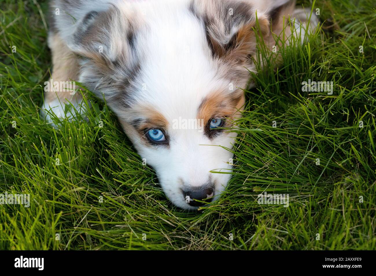 Australian Shepherd puppy with blue eyes, laying in the grass. Stock Photo