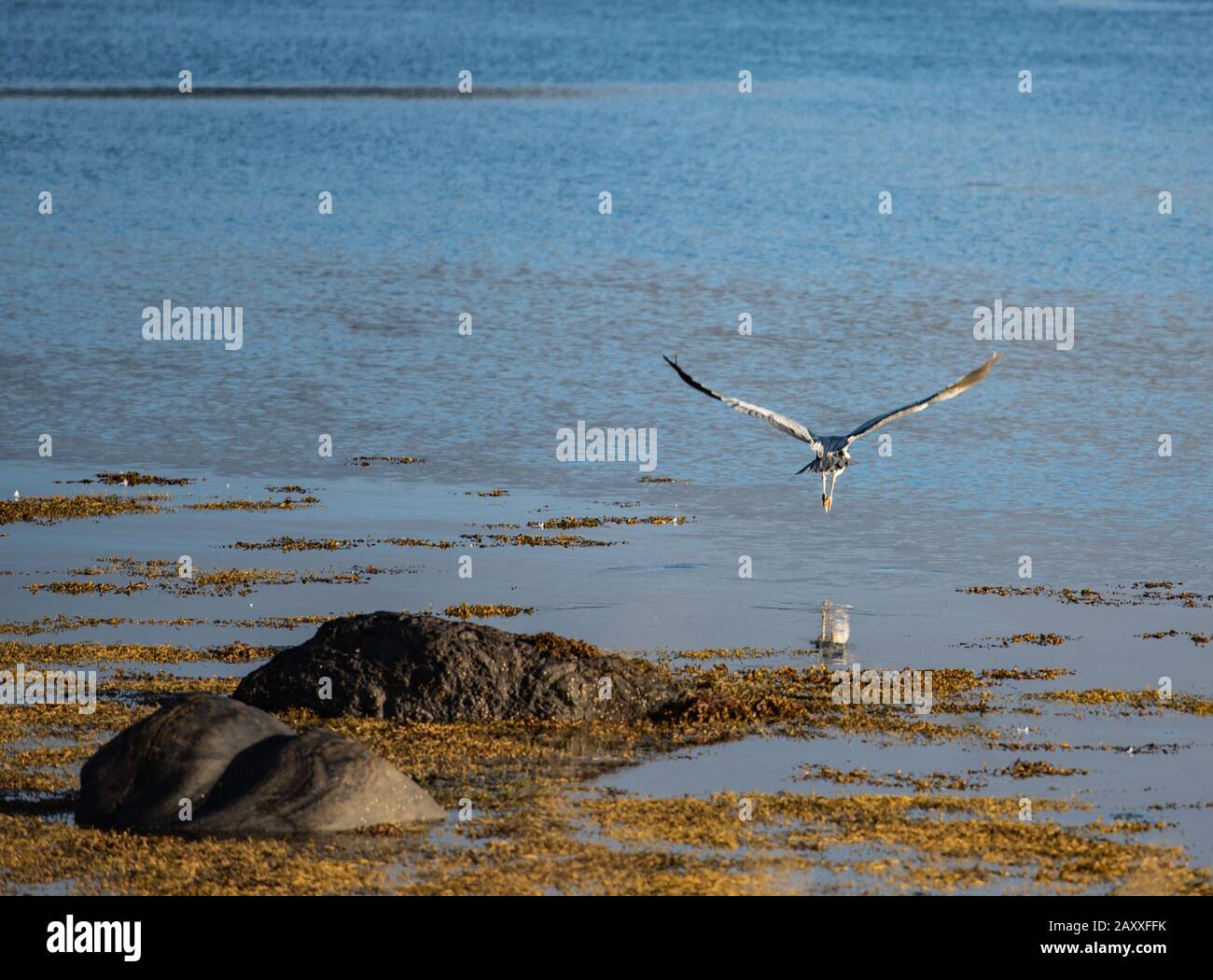 Calm water of Loch Fleet, heron taking off Stock Photo