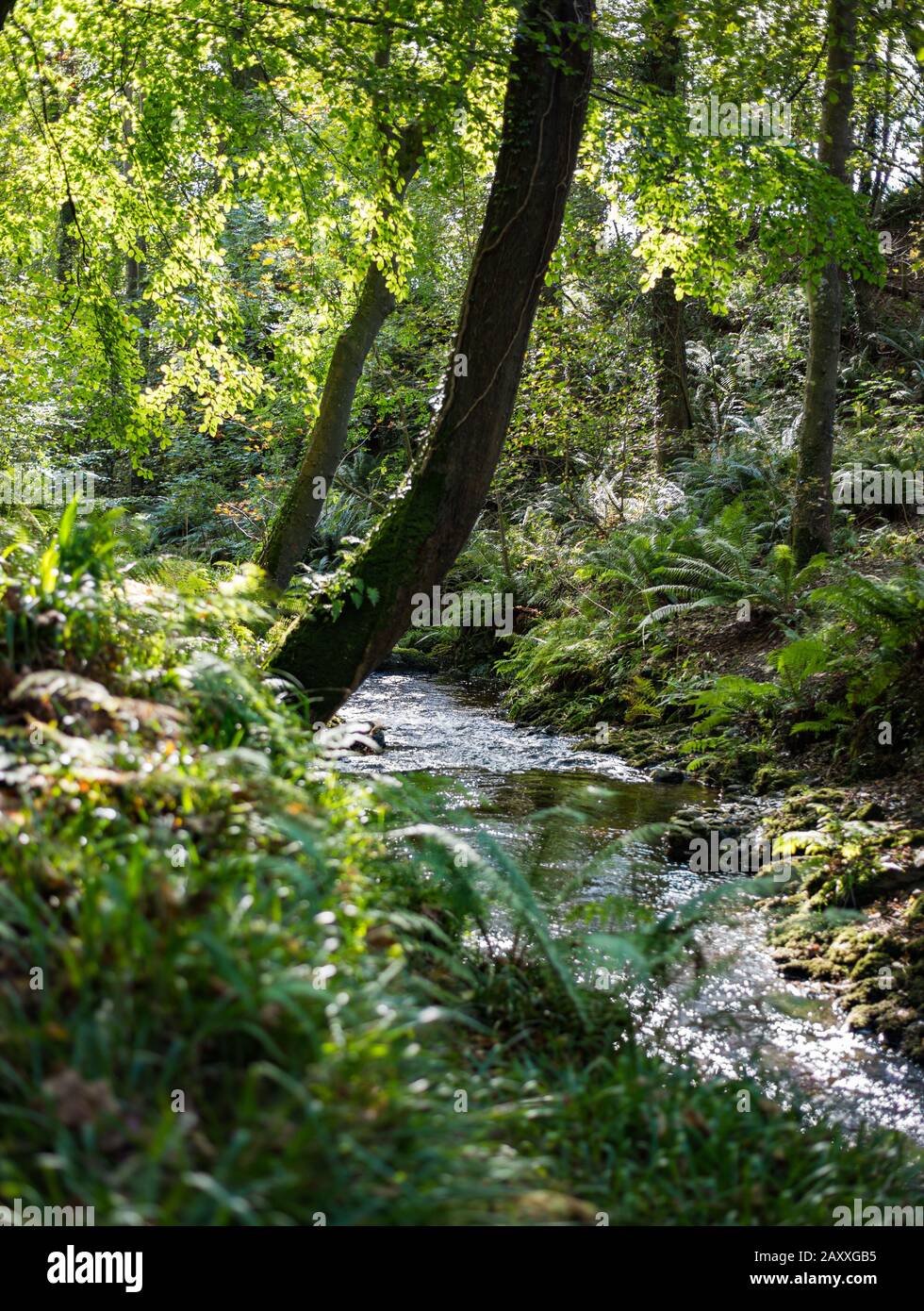 Colby river in Colby Glen on the Isle Of Man Stock Photo