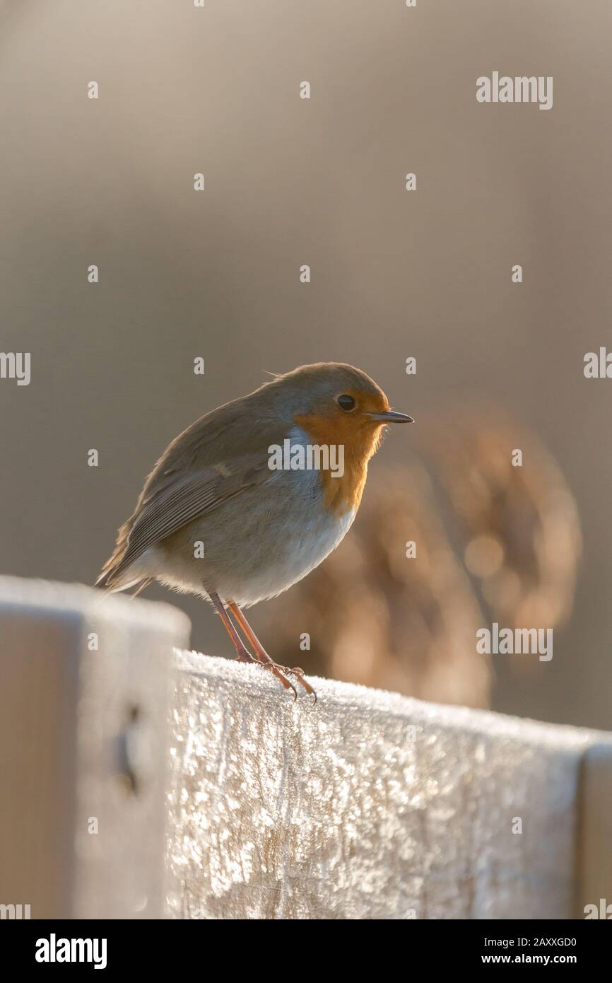 Backlit robin on fence hi-res stock photography and images - Alamy