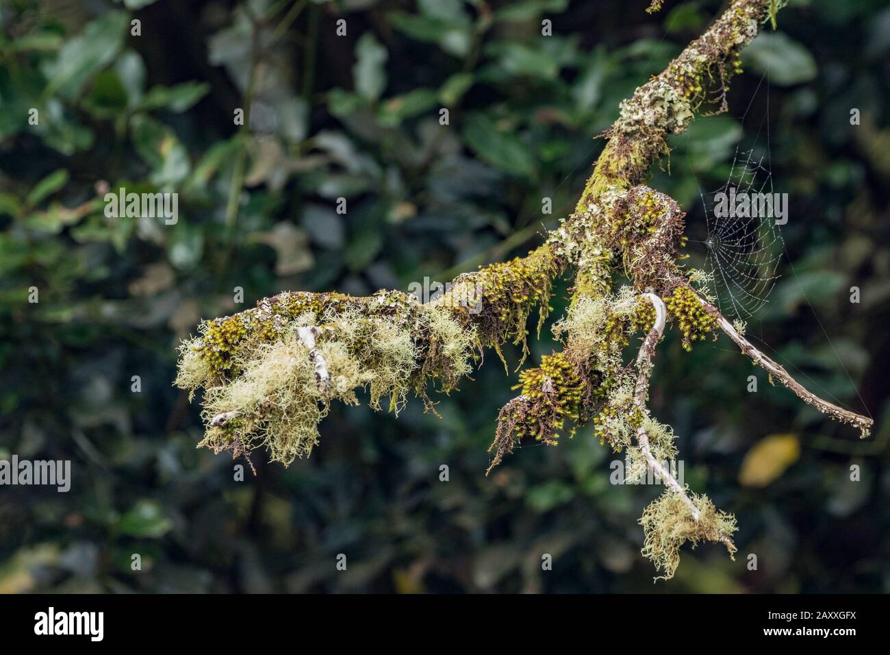 The thick branch of a huge tall heather covered with wet lichen and moss. A silver spider web is visible on the branch, waiting for the victim. Relict Stock Photo