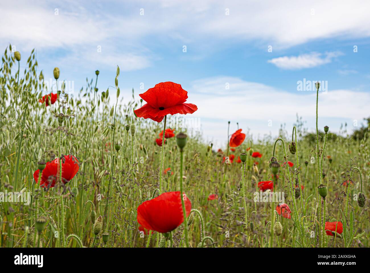 Meadow with common poppies Stock Photo