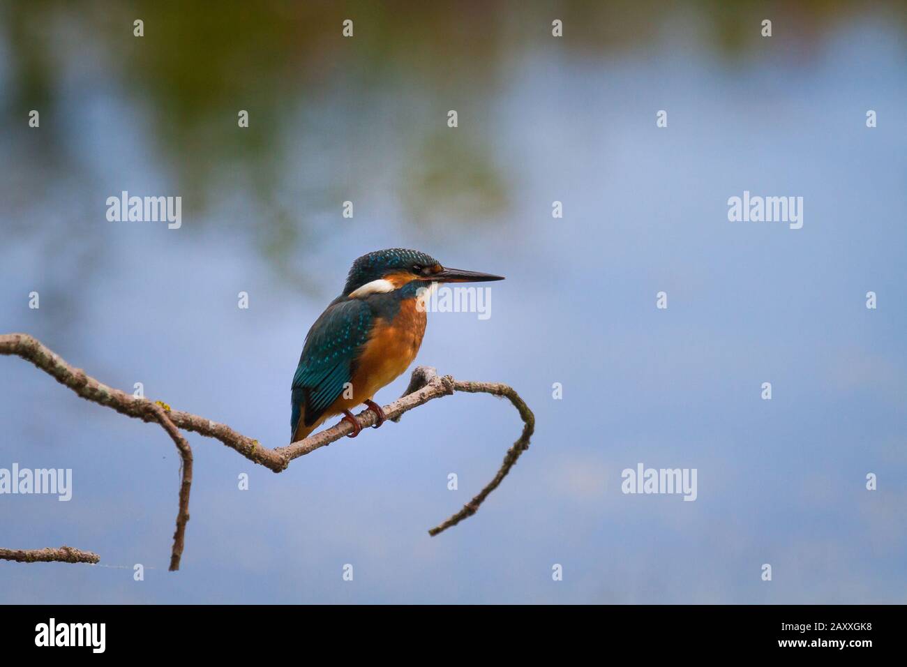 The lonely male kingfisher (Alcedo atthis) sits on its twig perch overlooking the water as it waits for the fish to catch its eye underneath Stock Photo