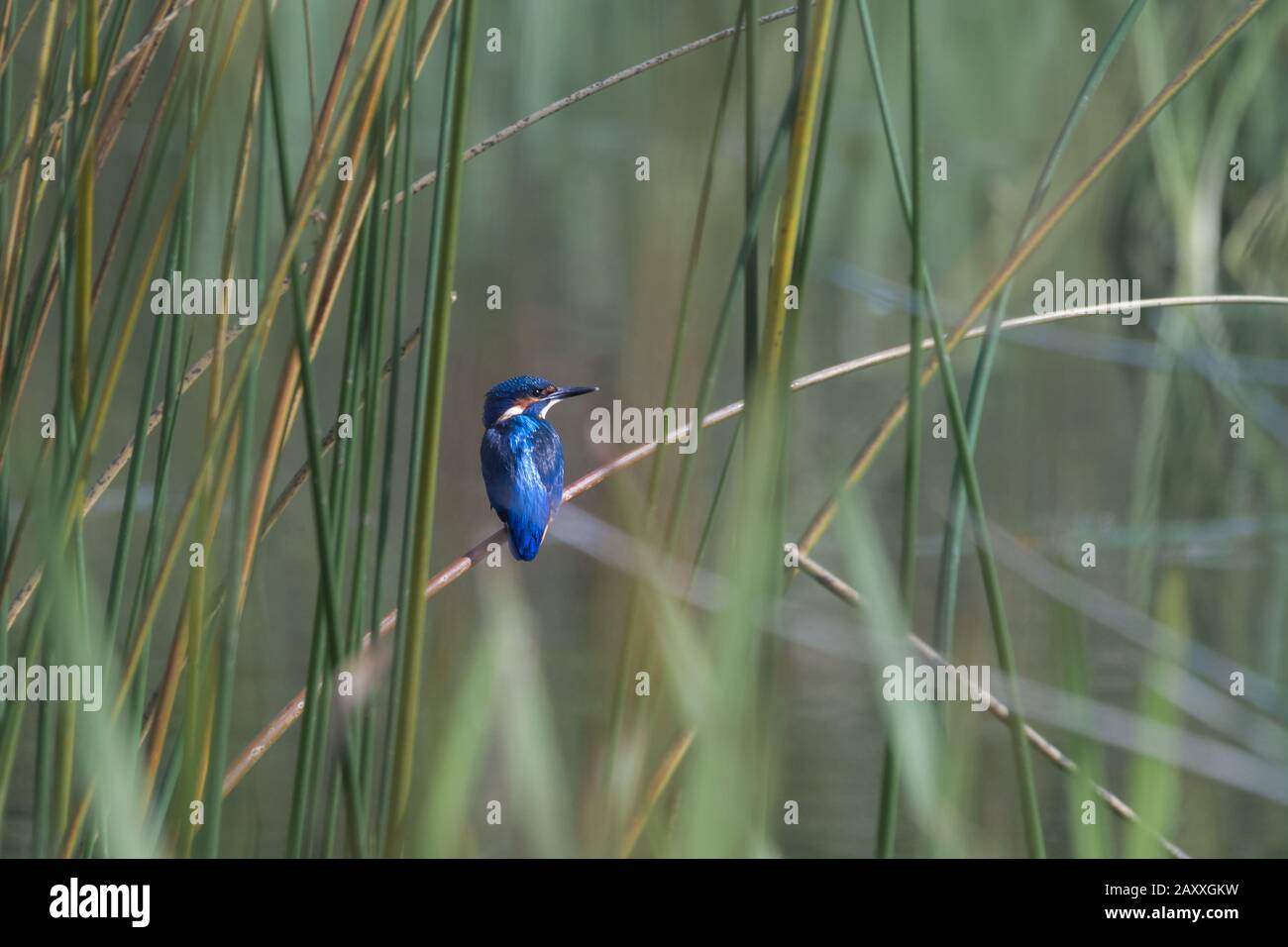 In the reeds you can see a little blue kingfisher (Alcedo atthis) with its colours picked out clearly by the sun as it looks for its prey Stock Photo