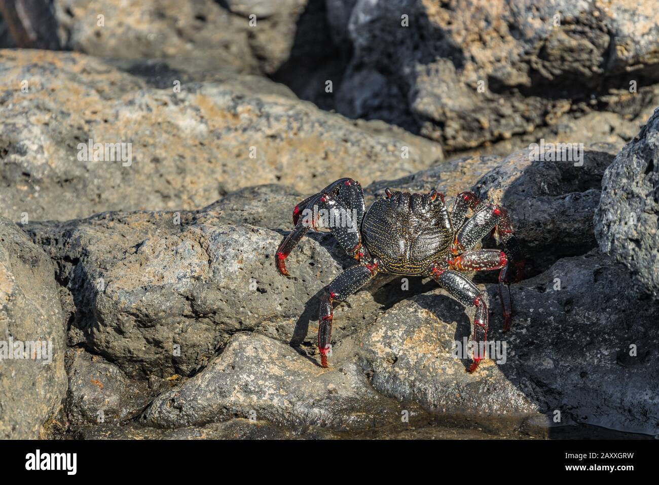 Red rock crab - Grapsus adscensionis - crawling on dark lava stones to bask in the sun. Southern ocean shore of Tenerife, Canary Islands, Spain. Stock Photo