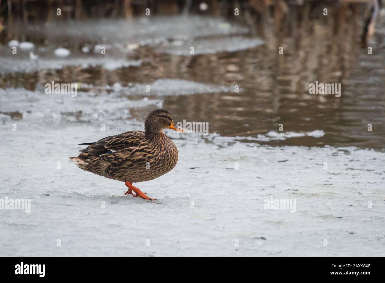 A female duck (Anus platyrhynchos) sits on the ice staring out at the unfrozen water beyond at Lynford Arboretum Stock Photo