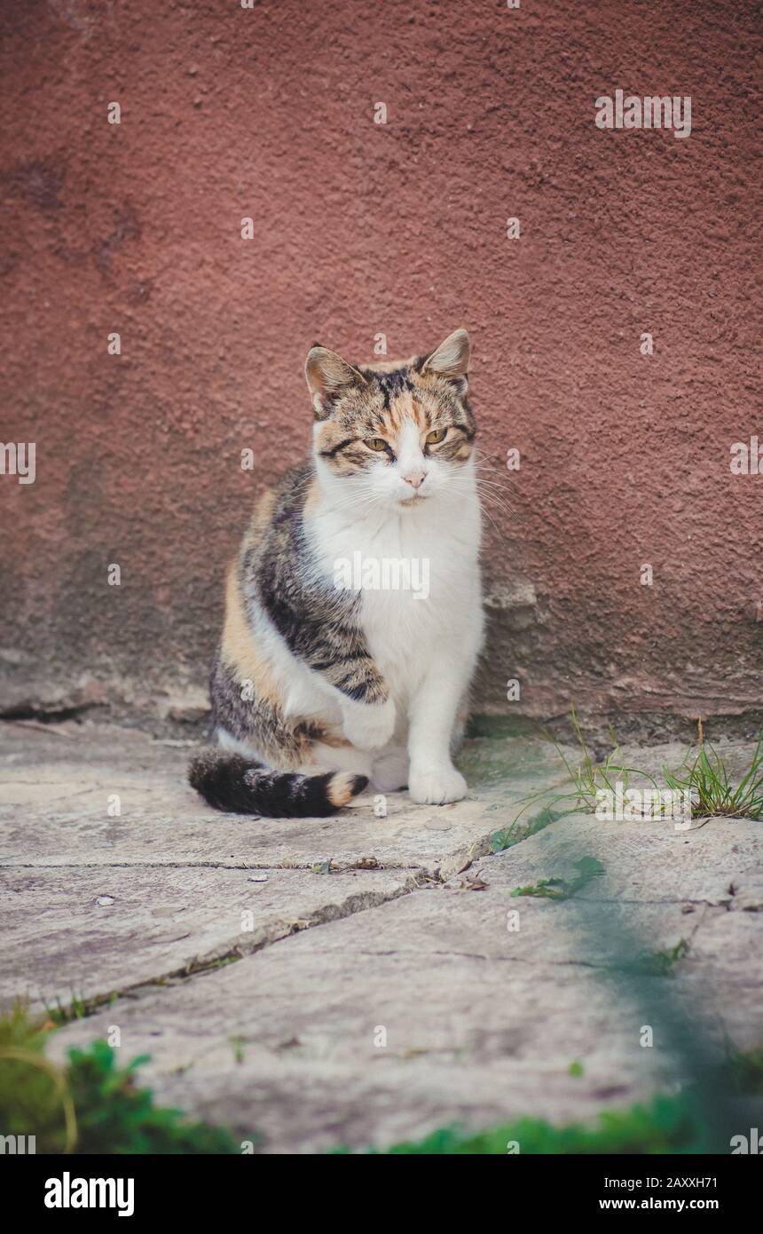 Cute farm cat. Adult village cat on farm. Curious cat in village Stock