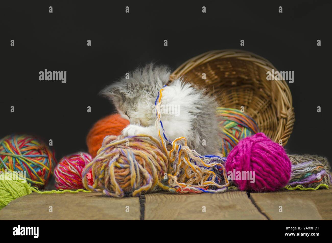 Cute little exotic kitten playing with wool ball. Stock Photo
