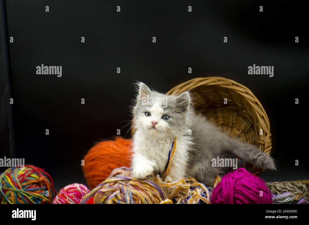 Cute little exotic kitten playing with wool ball. Stock Photo