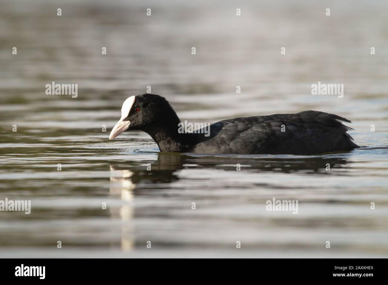 A coot (Fulica atra) swimming in a lake in London Stock Photo