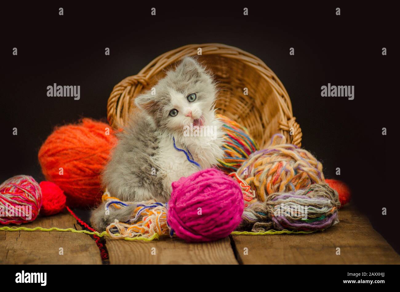 Cute little exotic kitten playing with wool ball. Amusing playful curious kitten Stock Photo