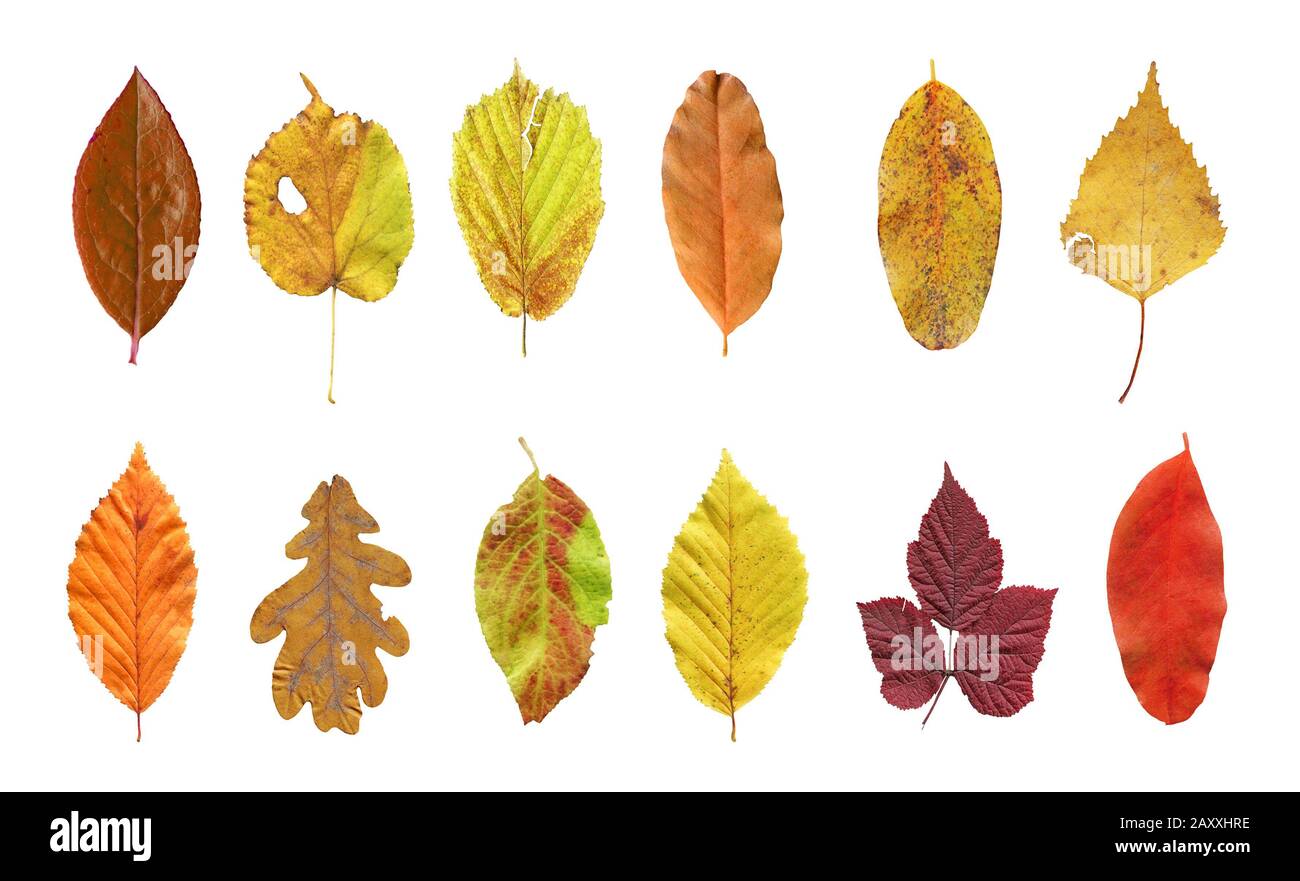 Collection of tree leaves isolated. Bright autumn leaves. Orange leaves ...