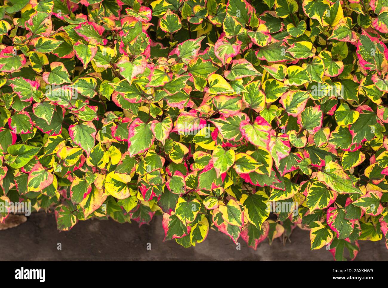 Colourful leaves of hardy deciduous perennial plant  heart-leaved houttuynia cordata Chameleon in UK Stock Photo