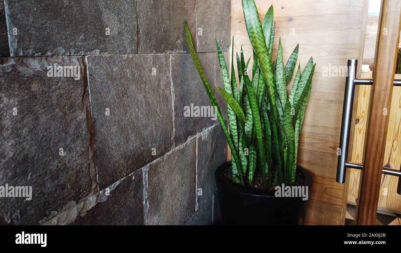 Planta larga hi-res stock photography and images - Alamy