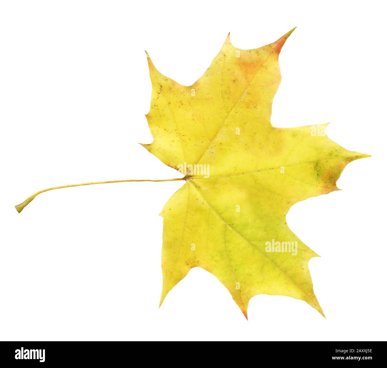 Maple acer autumn leaf isolated on a white background Stock Photo