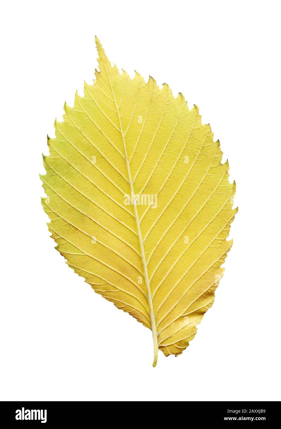 Elm tree leaf close up shot. Golden autumn colours elm tree leaf isolated. Stock Photo