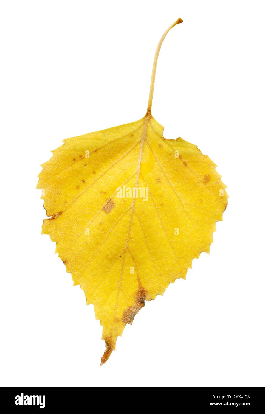 Birch Autumn Leaves Birch Autumn Leaves