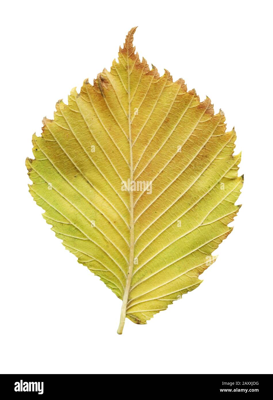 Leaf of elm tree. Elm tree autumn leaf isolated. Asymmetry slippery elm  leaf. Stock Photo
