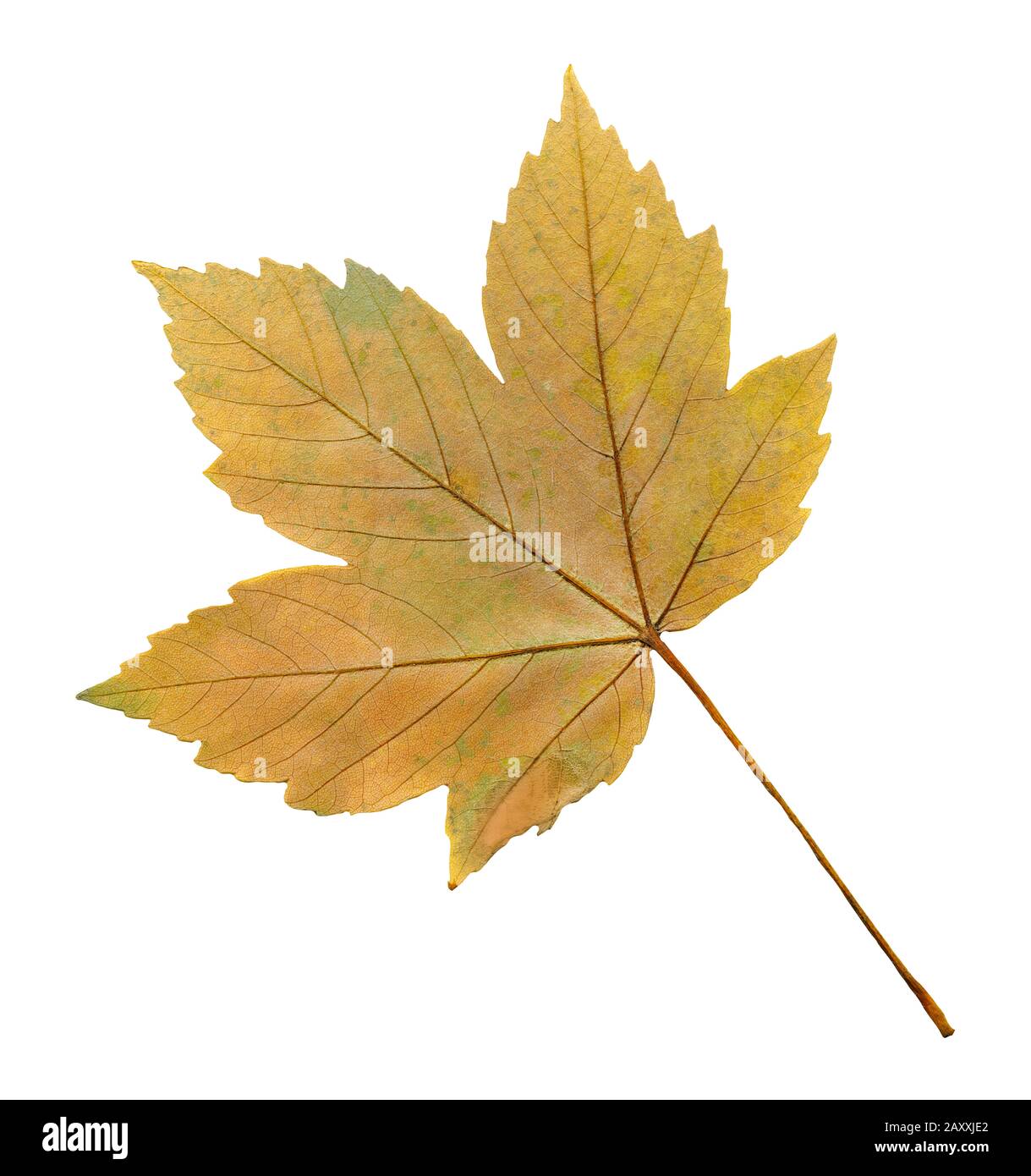 Maple Acer Autumn Leaf Isolated On A White Background Acer Pseudoplatanus Or Sycamore Maple Leaf Stock Photo Alamy