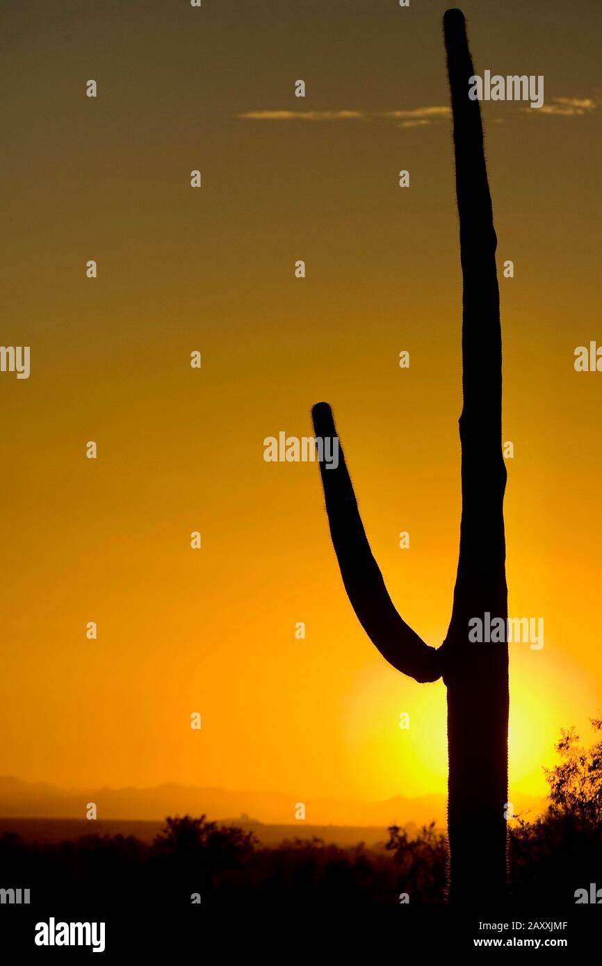 A silhouette of a saguaro cactus at sunset Stock Photo - Alamy