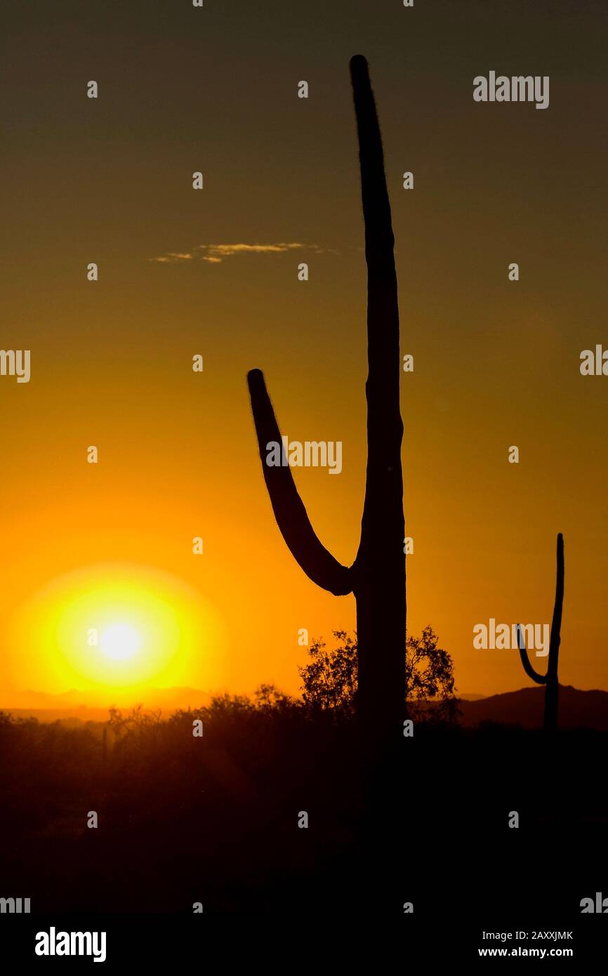 A silhouette of a saguaro cactus at sunset Stock Photo - Alamy